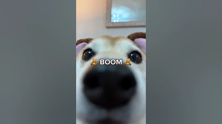 FazDoge gets Chipi Chipi Chapa Chapa’d #dog #memes #cutenessoverload