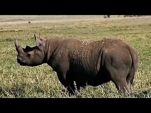 10 Hewan Langka Di Dunia Yang Hampir Punah Youtube