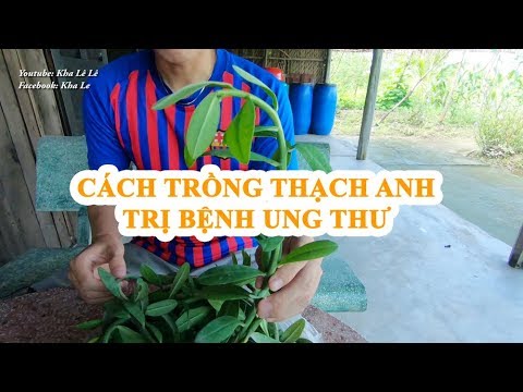 Cây thạch anh trị bệnh nan y Bác sĩ trả về cũng dùng được | Khái quát các tài liệu về cây thạch anh bác sĩ kiệt chuẩn nhất