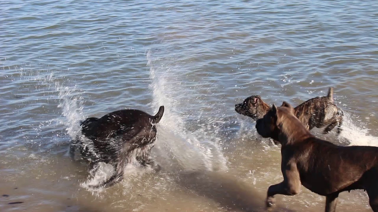 Cane Corsos Playing In Water