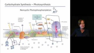Ch5_4(Anabolic Pathways)