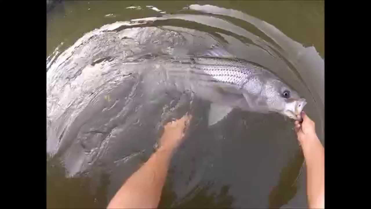 Rockfish YouTube