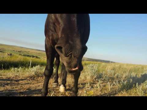 the-horse-that-yawns-when-he-gets-a-cookie...-he-is-so-funny!