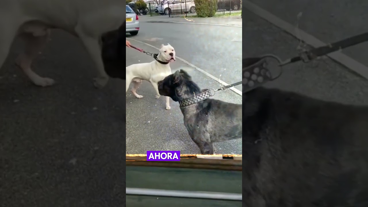 Dogo Argentino vs Cane Corso: ¡La batalla más brutal!