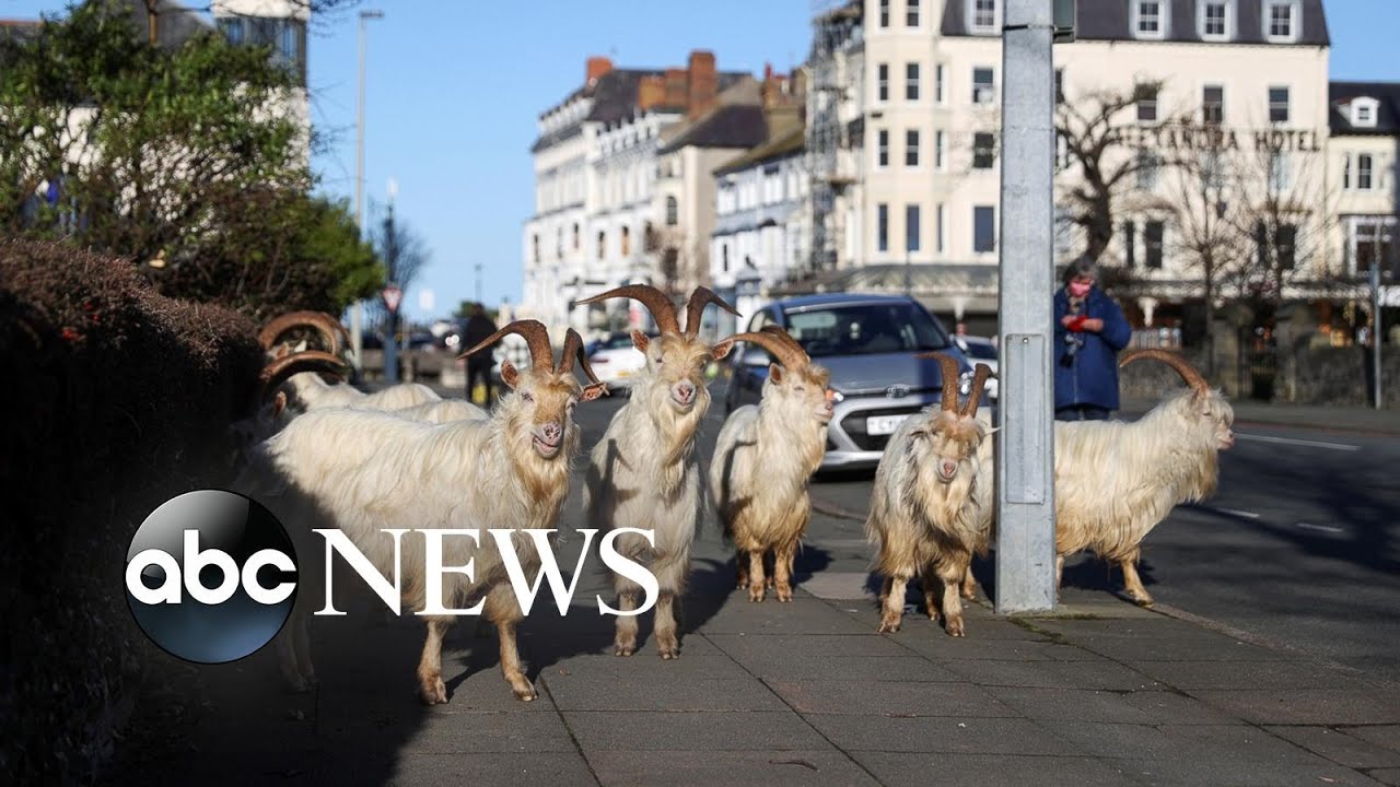 Roaming goats, violin music, a house moved: World in Photos, Feb. 22