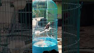 Download Lagu Emprit Kaji Jantan Merayu Emprit Kaji Betina MP3