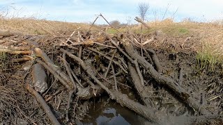 “BEAVERS STRONGHOLD FALLS” Dam Removal Unleashes Beavers Watery Grip