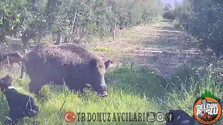 Best Wild Boar Hunting #part2 ( EN GÜZEL DOMUZ AVLARIM )