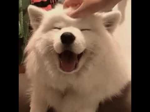 Anjing Gemes Youtube