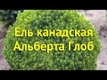 Ель канадская Альберта Глоб. Краткий обзор, описание характеристик picea glauca Alberta Globe