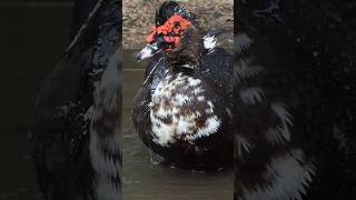 Muscovy Duck takes puddle bath