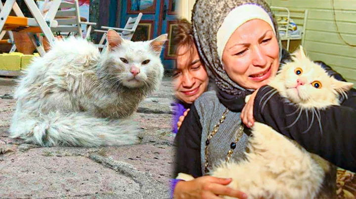 Video 11847321: cat turkish, pet show, cat family