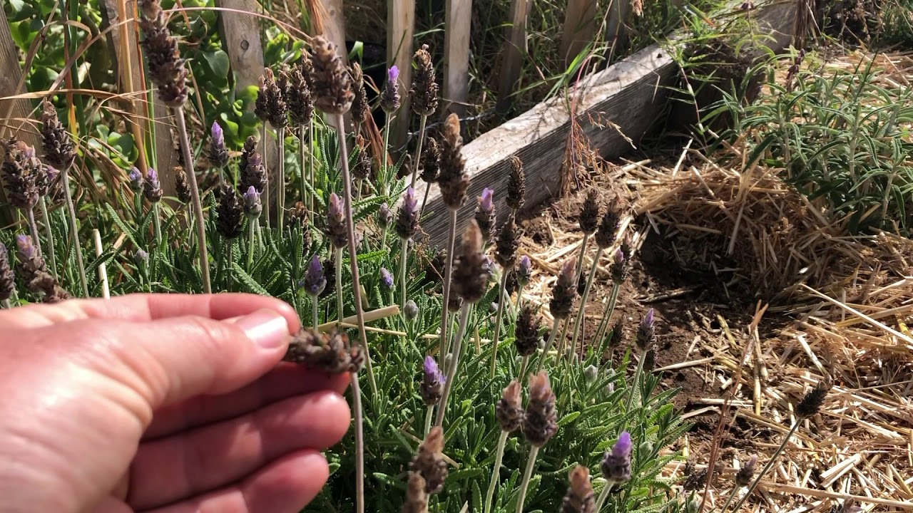 Pruning Plants - YouTube