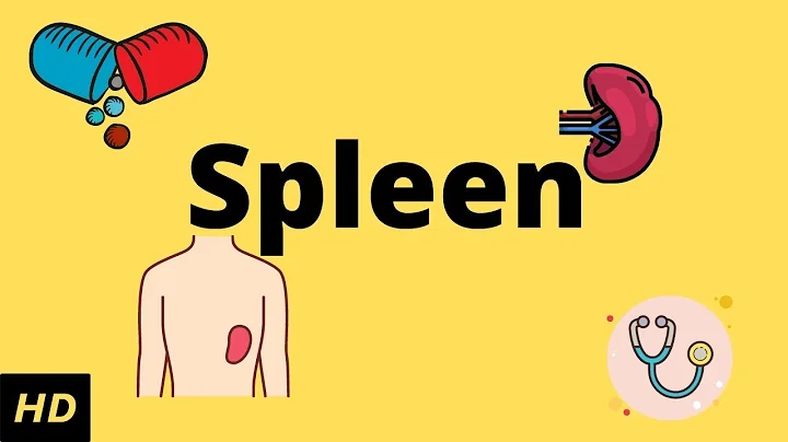 The Spleen (Human Anatomy): Picture, Definition, Function, and Related Conditions - DayDayNews