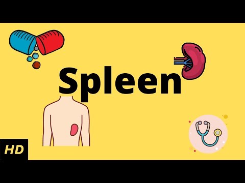 The Spleen (Human Anatomy): Picture, Definition, Function, and Related Conditions