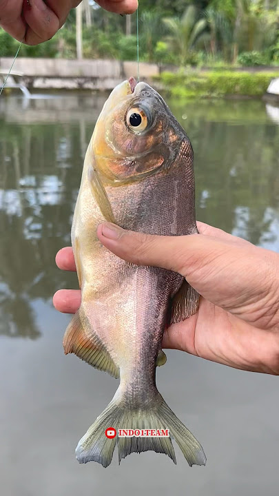 Scary!!! Fishing in a pond, but I caught a piranha😱
