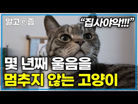 하루 종일 구슬프게 우는 고양이. 집사가 외출했을 때는 물론, 잠을 잘 때도 우는 탓에 밤을 꼬박 새우곤 한다는데.. 이 고양이가 우는 이유는? │고양이를 부탁해│알고e즘