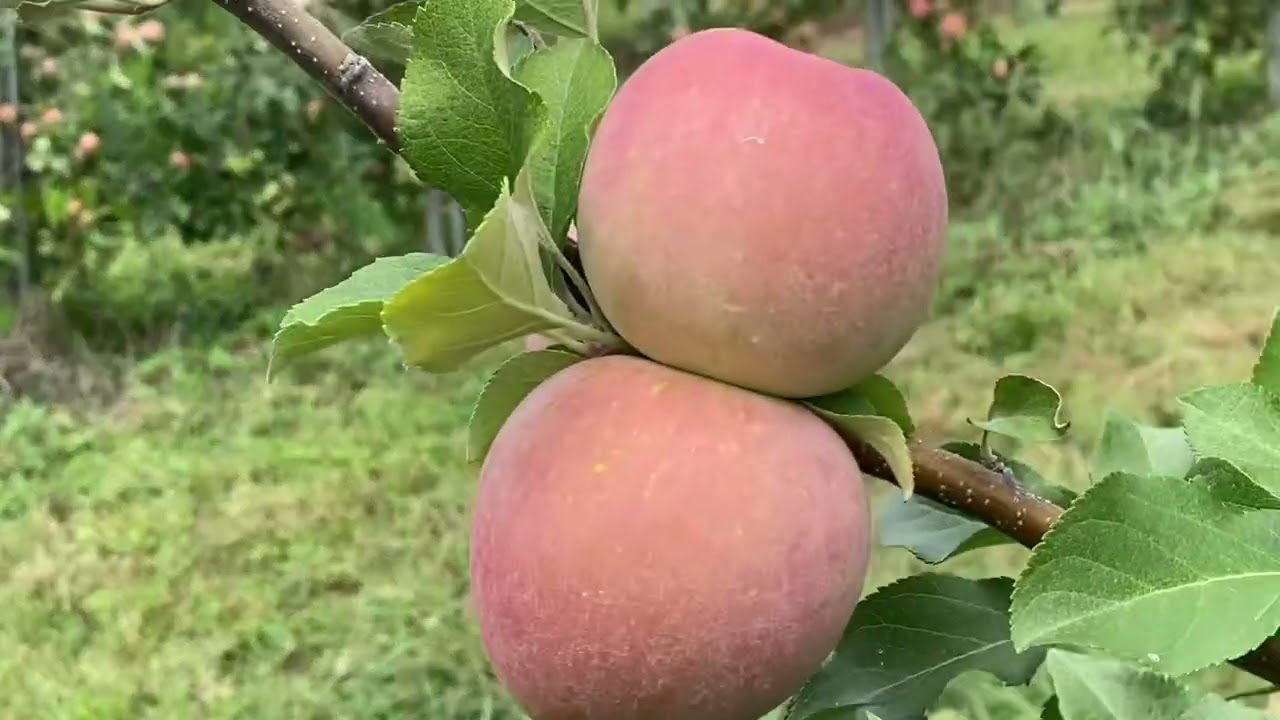 MANZANAS DE MARYLAND