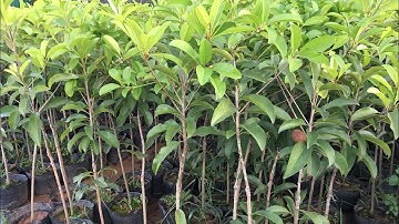 Hồng xiêm xoài loại cây quả to, ngọt, dễ trồng | Kênh làm vườn S Garden