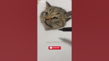 Cat No. 4: Hit SUBSCRIBE and turn on notifications #shorts #cat #love #furbaby #cute #pets #animals