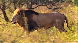 Huge Male Lion, DEFENDING TERRITORY! Gomondwane Male Defending Territory! Kruger National Park!#lion