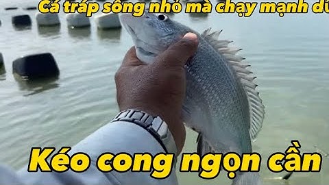 Trải nghiệm câu cá tráp mồi bột trên sông Cần Giờ @@CauCaCanGio@caucatrapmoibotcangio9368