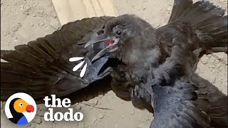 Rescue Crow And German Shepherd Love To Go On Walks Together | The Dodo