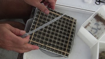 Blue Xenia propagation Part 1 of 2