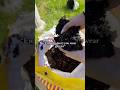#shorts #gardening #soil #gardener #summeronshorts #serotonin #happiness #soilhealth