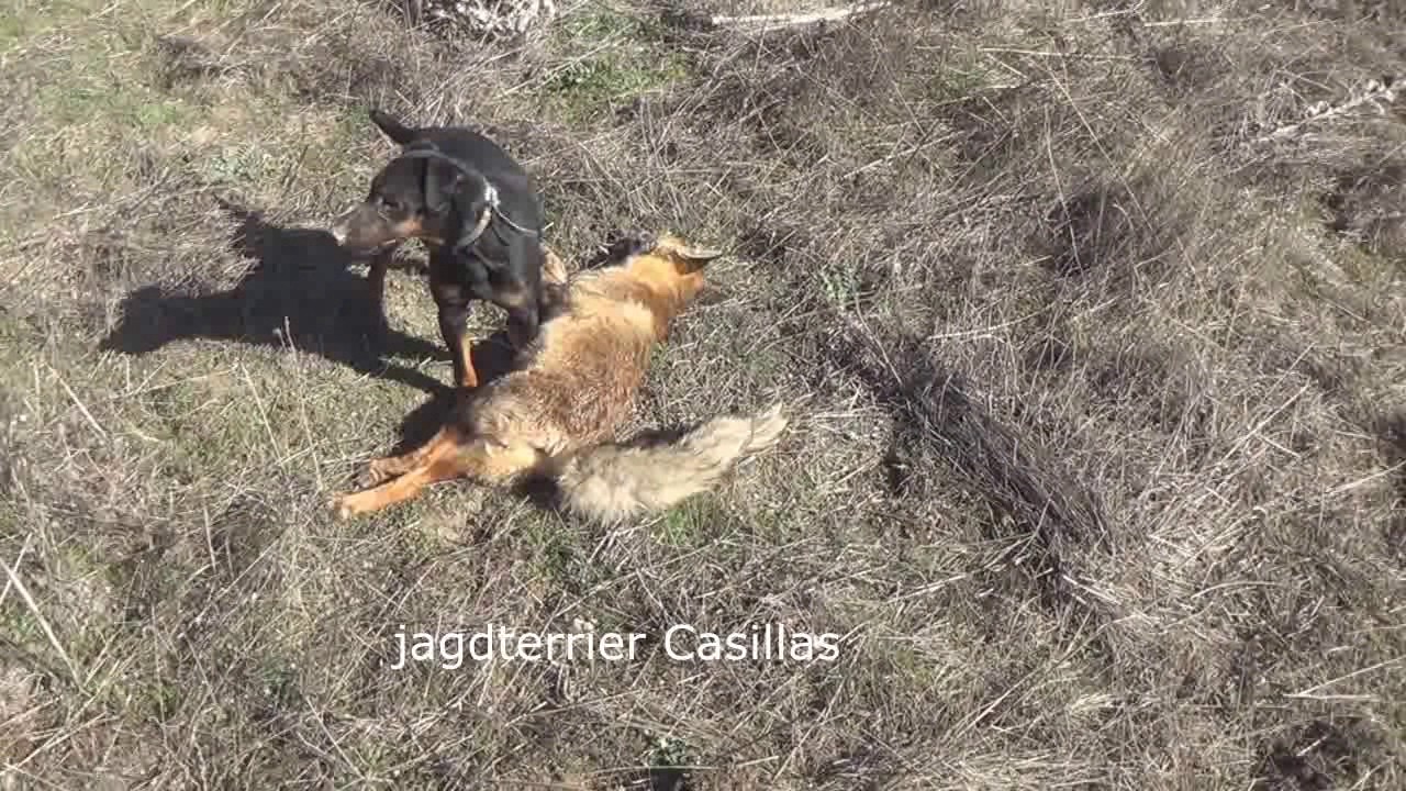 33 EPISODIO CAZA EN MADRIGUERA YouTube 33 EPISODIO CAZA EN MADRIGUERA YouTube
