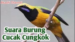 Suara Burung Cucak Cungkok Mp3