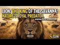 The Lion King of the Wild 🦁 | Powerful Predator Documentary
