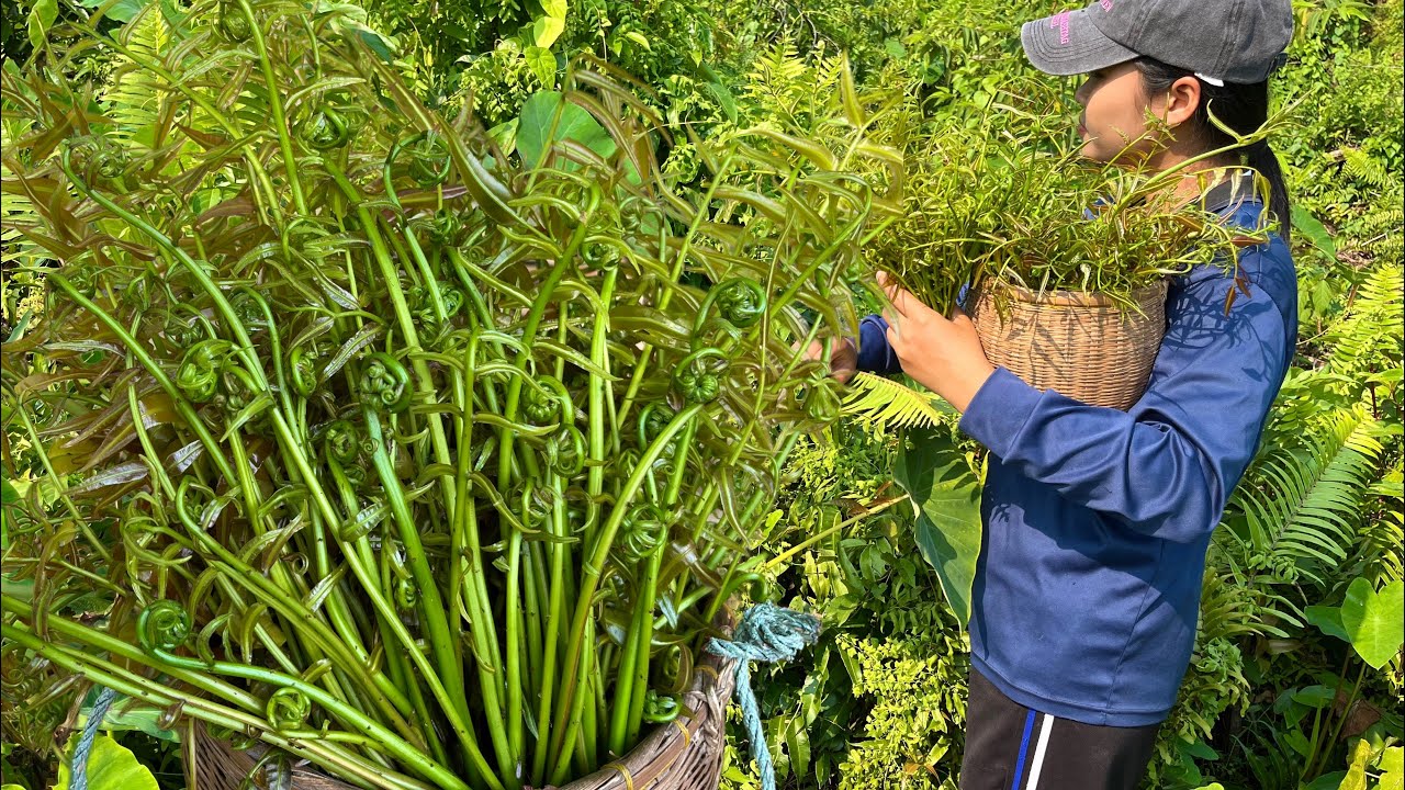 !!ผักที่คนนิยมในหมู่บ้านมาอีกแล้ว!!ยอดเขียวสดอวบมากวันนี้ได้เยอะจนล้นตะกร้า22/ก.พ/2569