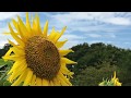 ひまわり畑で元気になろう フラワーパーク下依知　口コミ　神奈川県厚木市