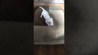 28 days old Bull Terrier puppies getting to know the A frame #bullterrier