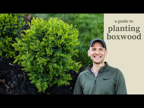 Video: Kunnen buxus in potten worden geplant: tips voor het kweken van buxusstruiken in containers