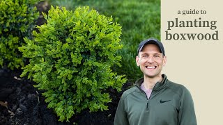 A Guide to Planting Boxwood