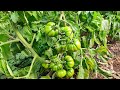 Pomodoro Costoluto Invernale Sorprendente | Agricoltura Live Twitch 21/2/22