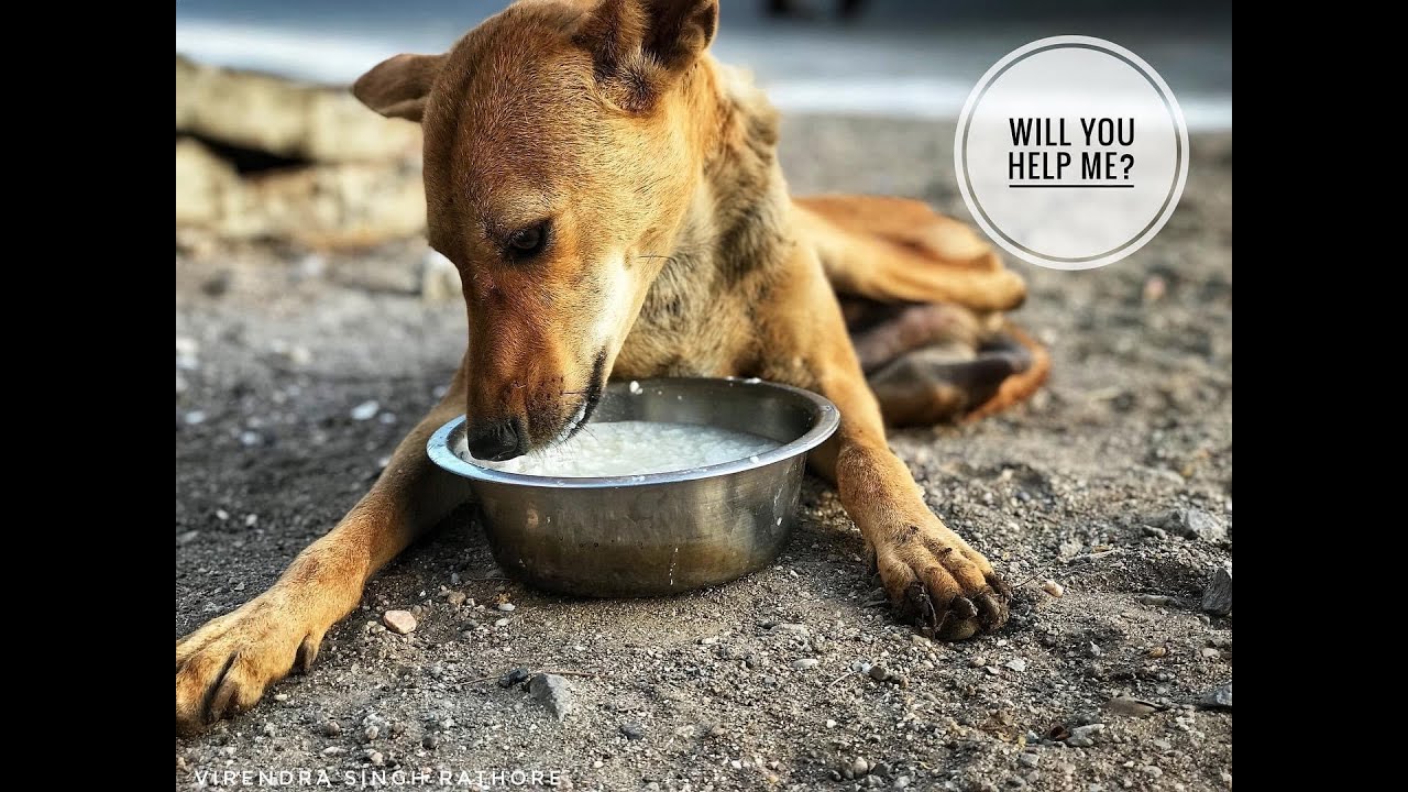 Dog Lost His Limbs and Traveled 1.5 kms In Search Of Food YouTube