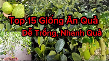 Top 15 Giống Cây Ăn Quả Ngon, Dễ Trồng , Trung Tâm Cây Giống Miền Bắc Uy Tín