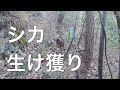 【生け獲り】鹿 くくり罠 捕獲 生け捕り