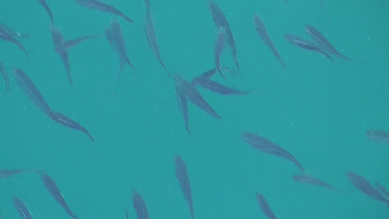 漁港内に多いボラ幼魚の群れ Youtube