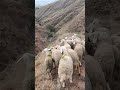 koyun kuzu  dağdan getirme operasyonu (3)