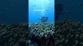Lakshadweep india #lakshadweep #india #shorts #video #viral #viralvideo#trending#travel #like #happy