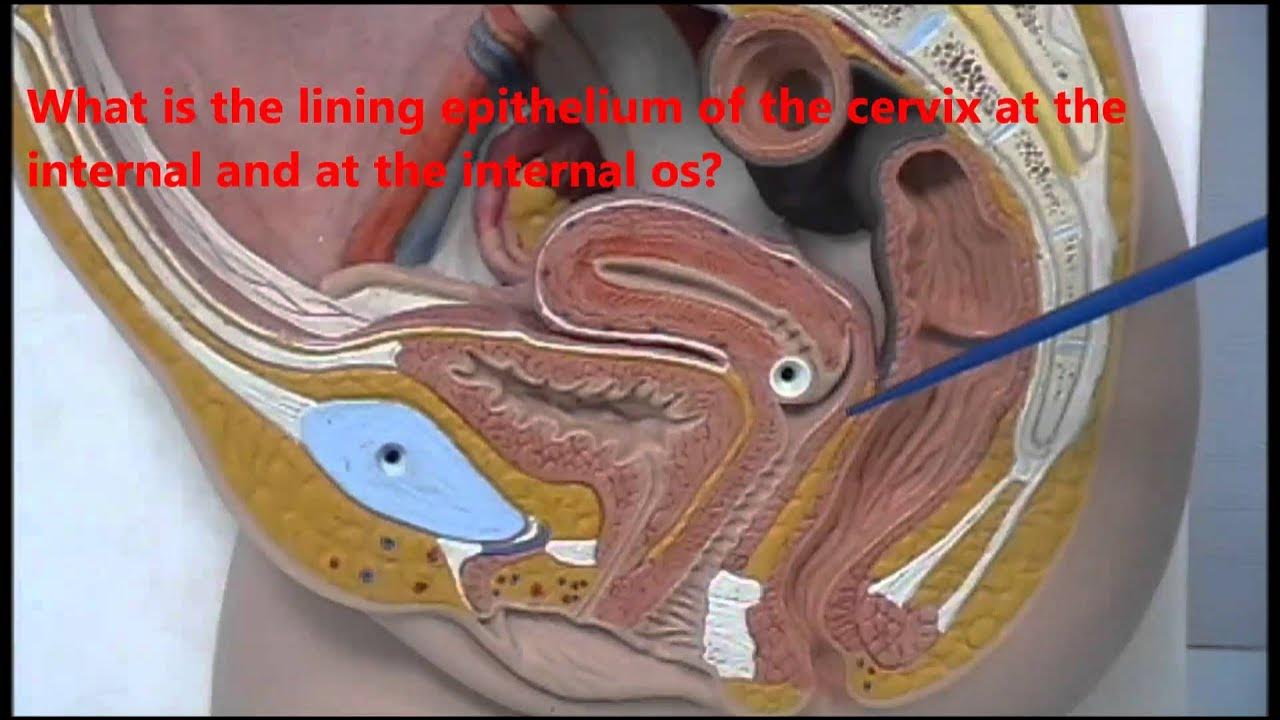 Polina Sibagatullinaning yalangoch suratlari Charmed filmidagi yalangoch aktrisalarning fotosuratlari