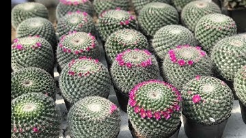 Xương rồng Bánh sinh nhật: Đặc tính và cách chăm sóc cơ bản