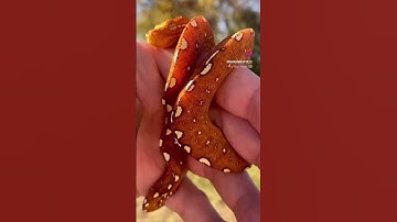 Chuckles - Pet Green Tree Python 🧡🐍