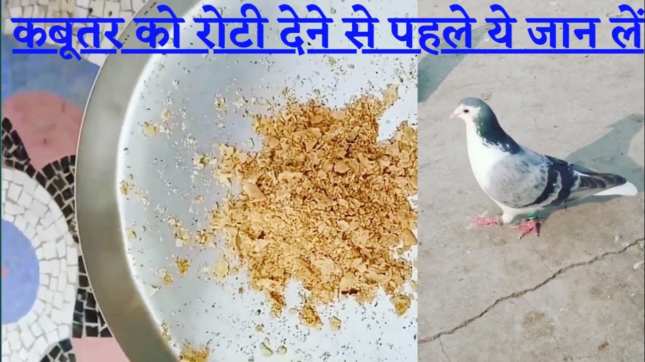 ||कबूतर को रोटी देने के फायदे||🔥 kabootar ko roti dene ke fayde