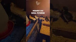 RAHASIA DOC AGAR TIDAK ADA YANG MATI #bakalpeternak #seputarternak #merawatanakayam
