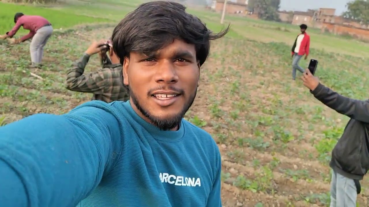 आलू की कोड़ाई  की जा रही हैं।।